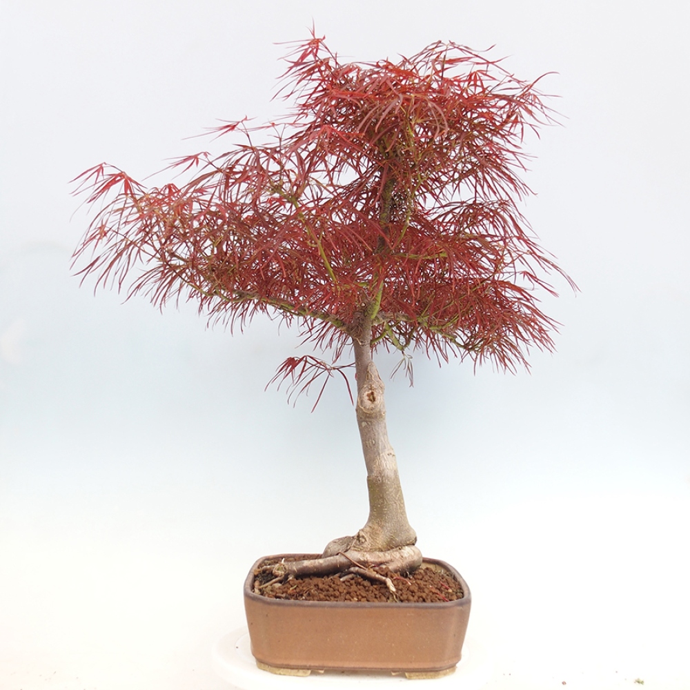 Bonsai für draußen - Acer palmatum RED PYGMY