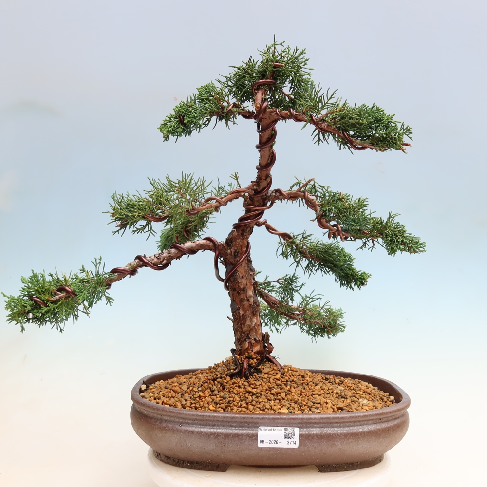 Bonsai für draußen - Juniperus chinensis Kishu