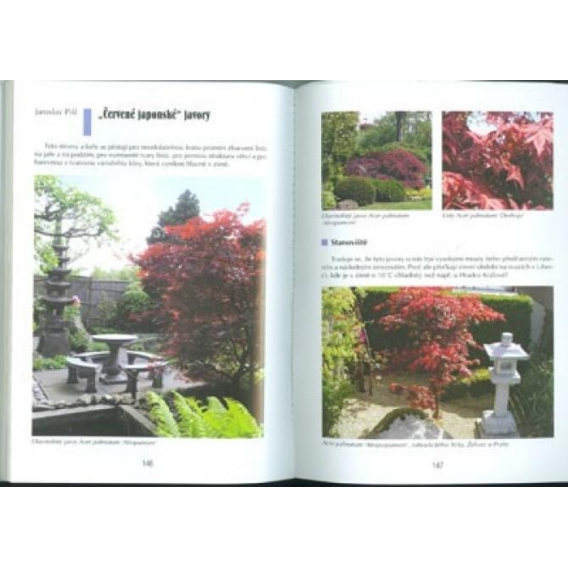 Bonsaibuch nicht nur im Plattenhaus