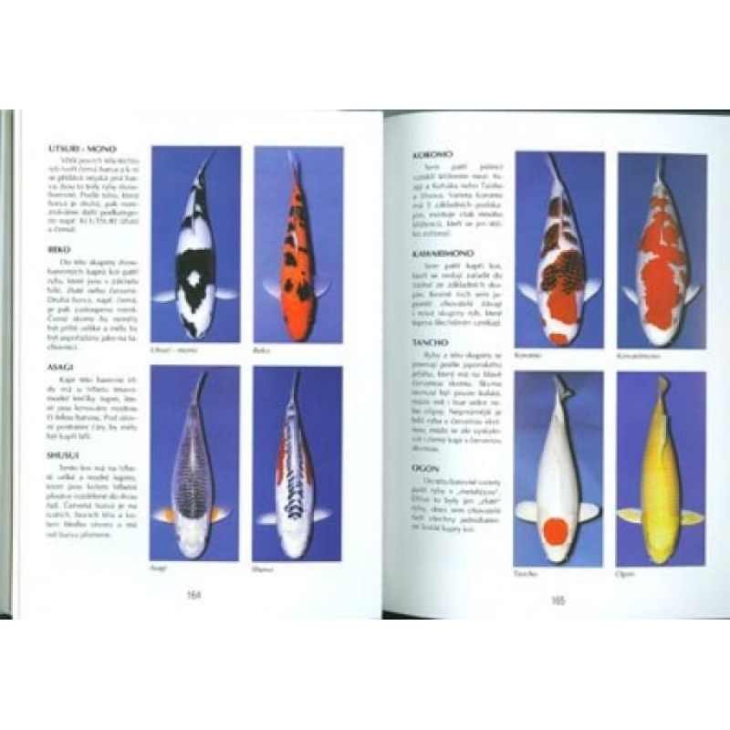 Bonsaibuch nicht nur im Plattenhaus