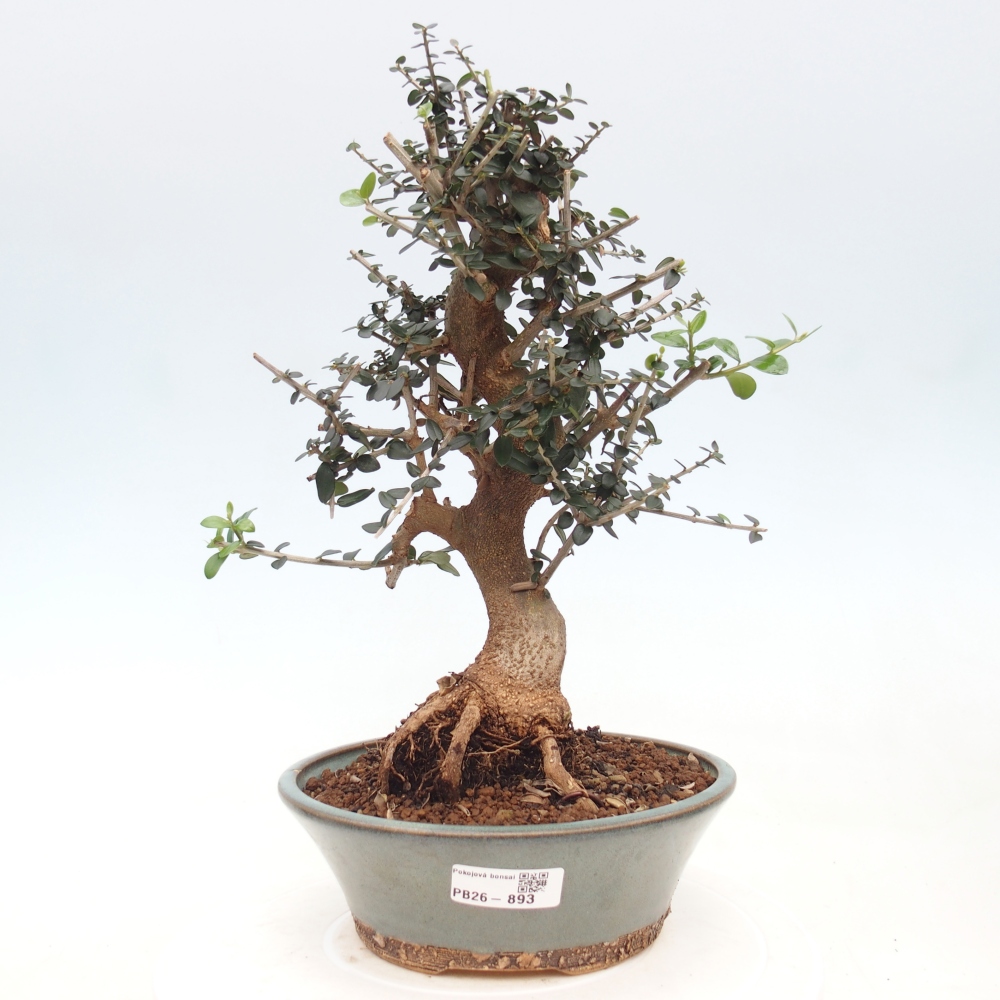 Zimmerbonsai - Olea europaea sylvestris