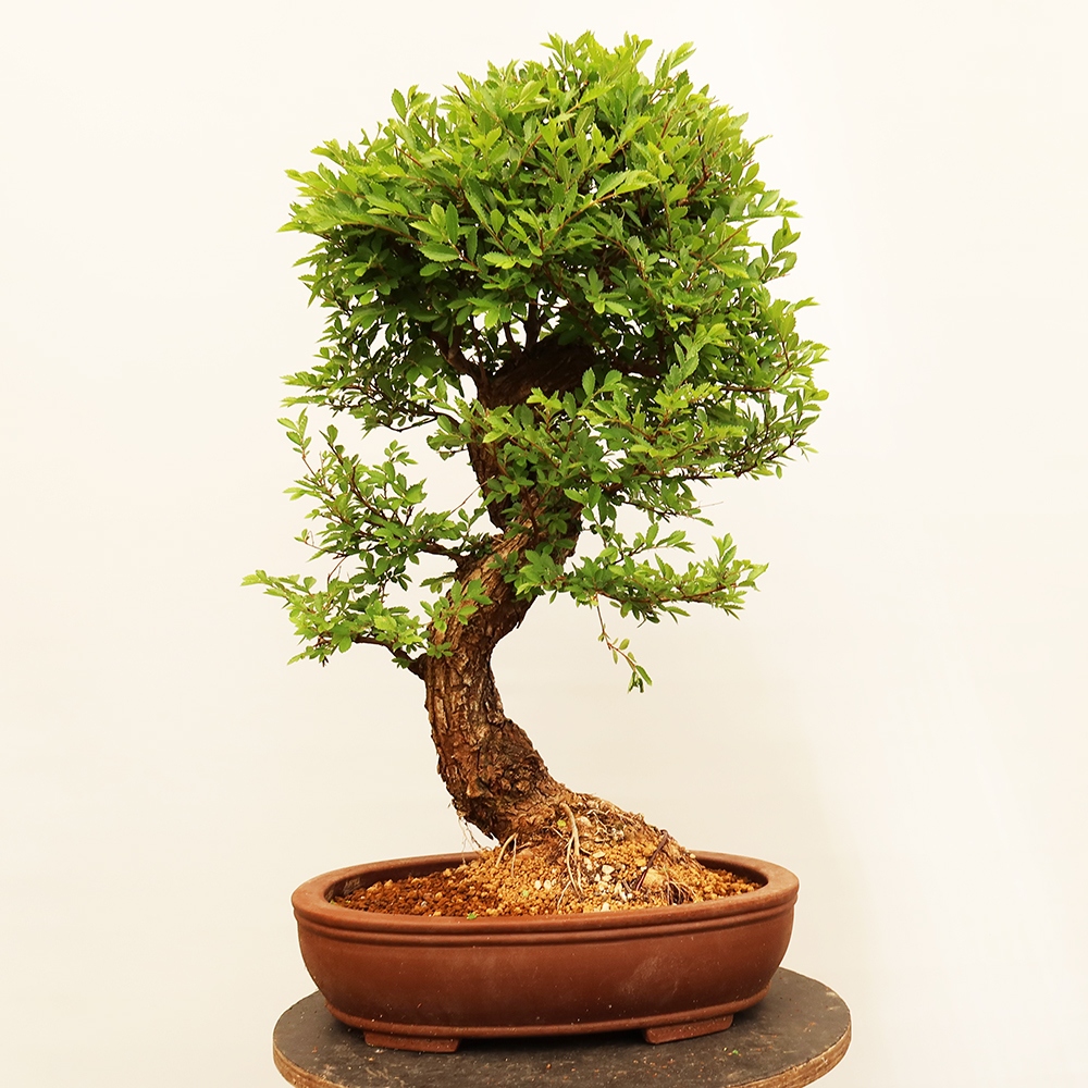 Bonsai für draußen - Zelkova - Zelkova NIRE