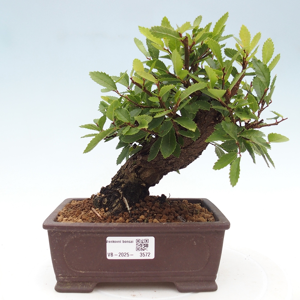 Bonsai für draußen - Zelkova - Zelkova NIRE
