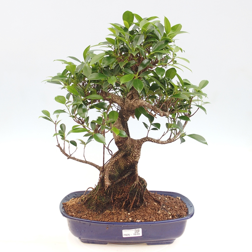 Zimmerbonsai - Ficus kimmen - Kleinblättriger Ficus