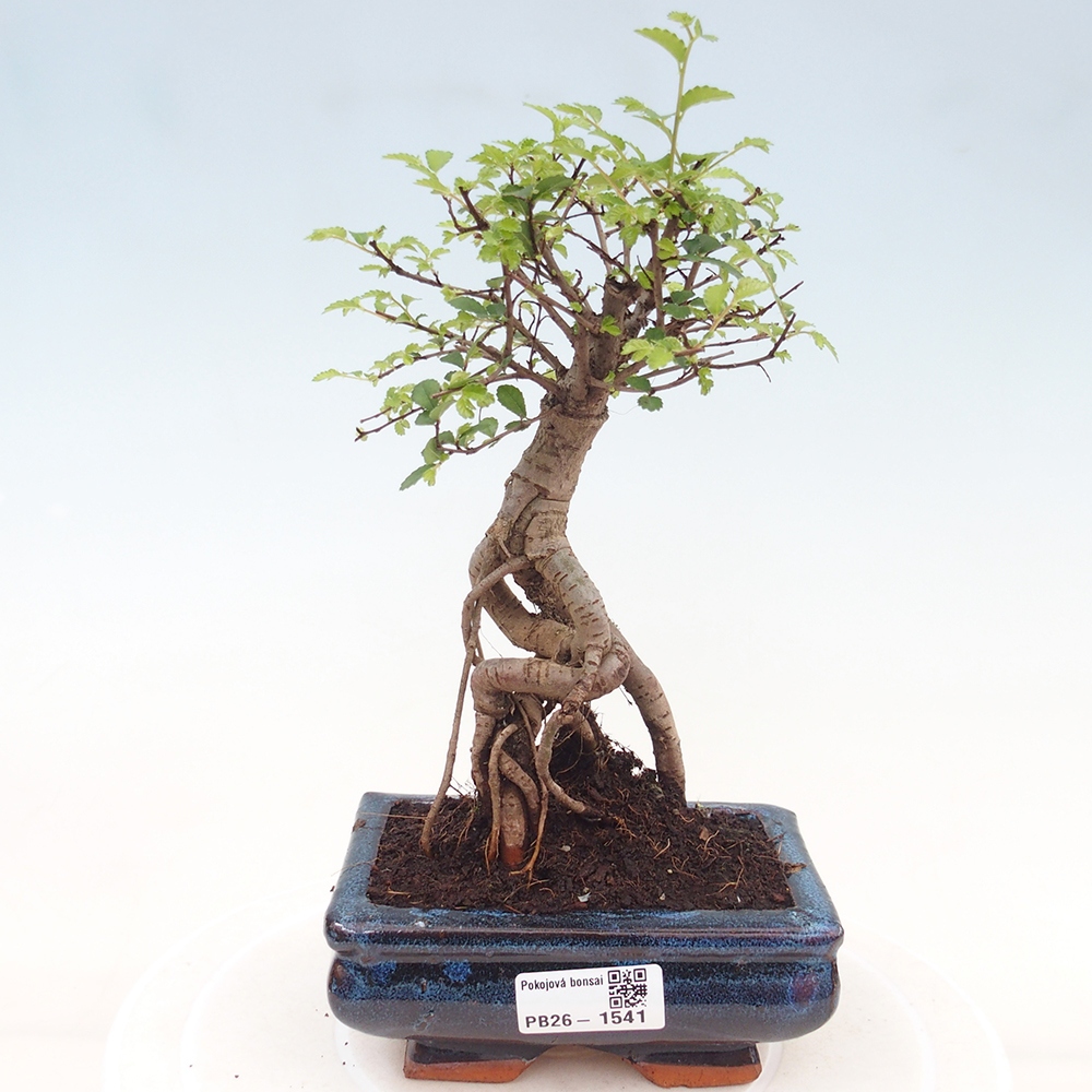 Zimmerbonsai - Ulmus parvifolia - Kleinblättrige Ulme