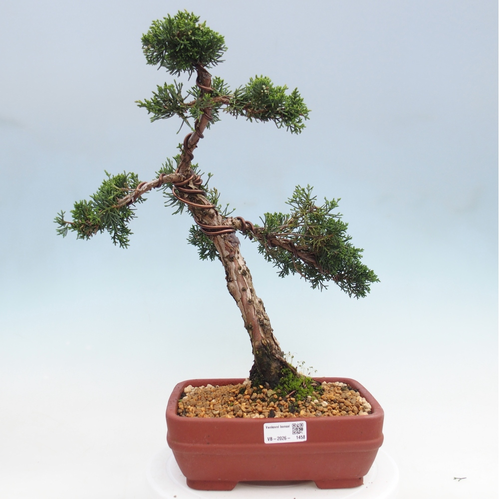 Bonsai für draußen - Juniperus chinensis Kishu