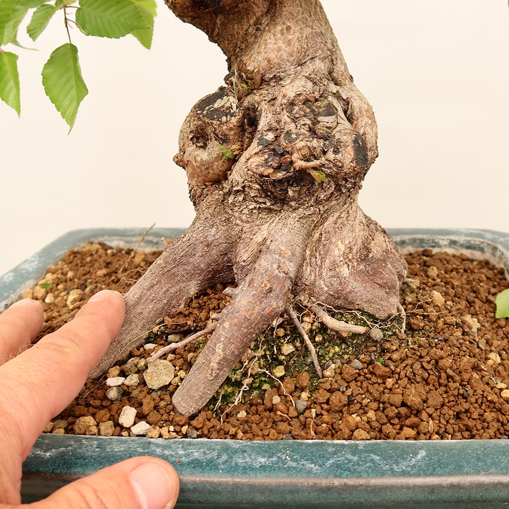 Bonsai für draußen - Karpinus Coreana - Koreanische Hainbuche