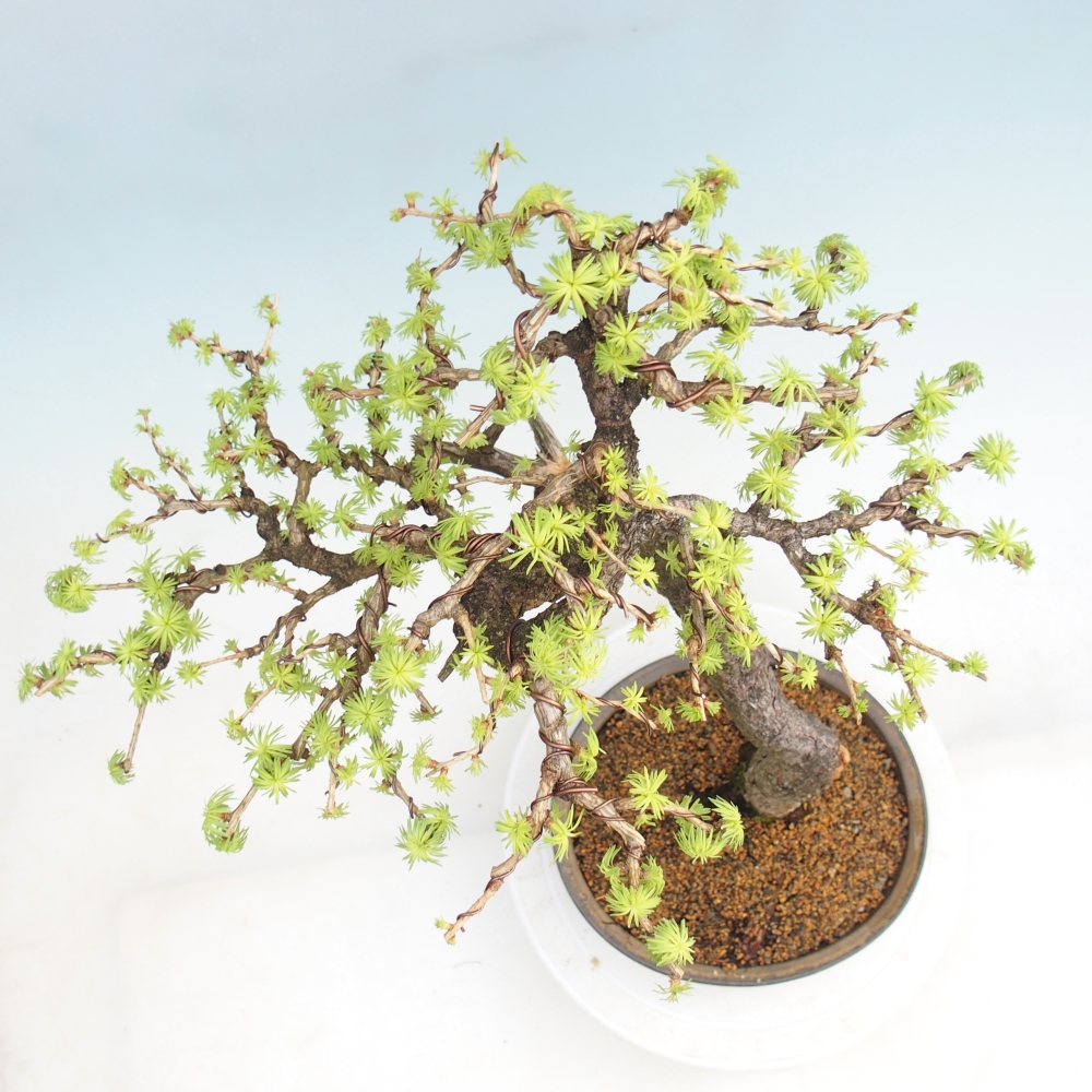 Bonsai für draußen -Larix decidua - Lärche