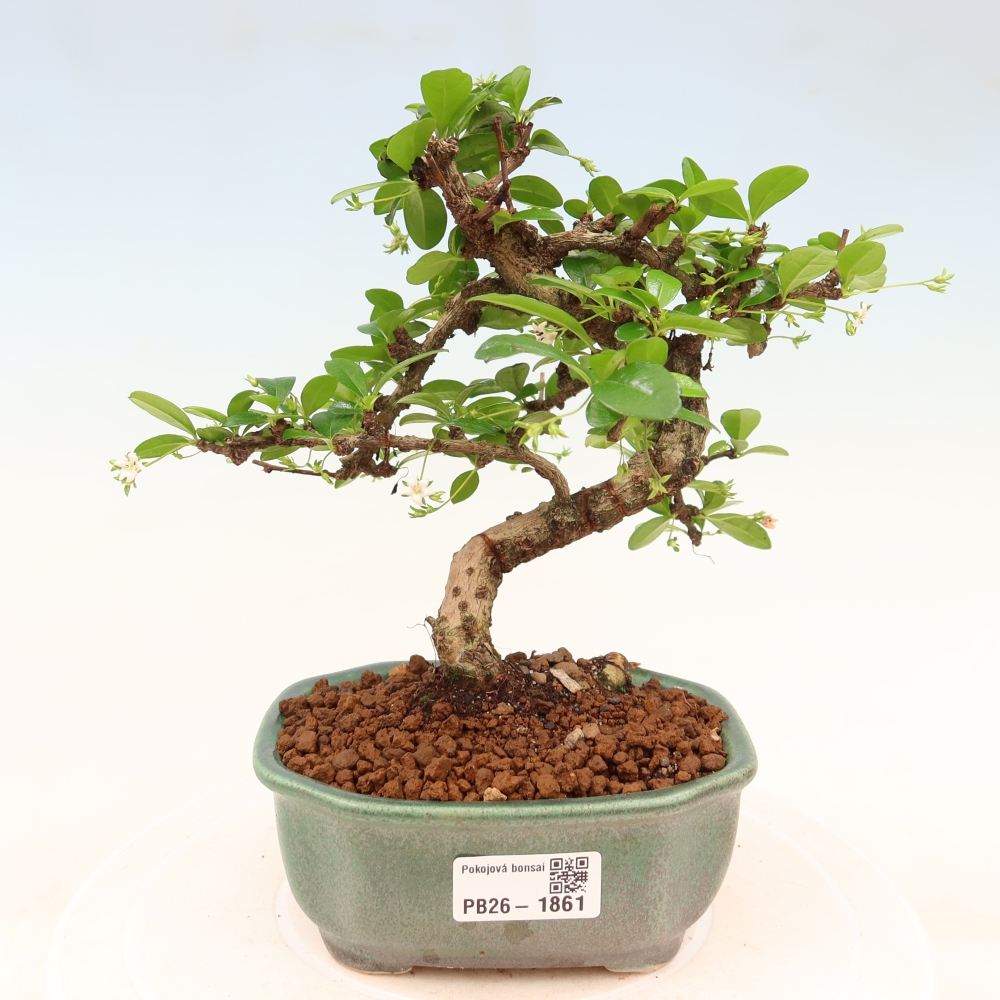 Zimmer-Bonsai - Carmona macrophylla - Tee-Fuki
