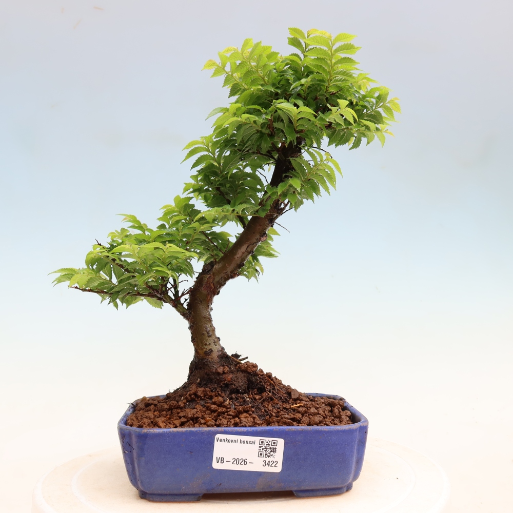 Bonsai für den Außenbereich – Ulmus Jacqueline Hillier – Pappelulme