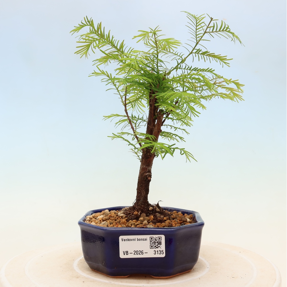 Bonsai für draußen - Metasequoia glyptostroboides - Chinesische Metasequoia