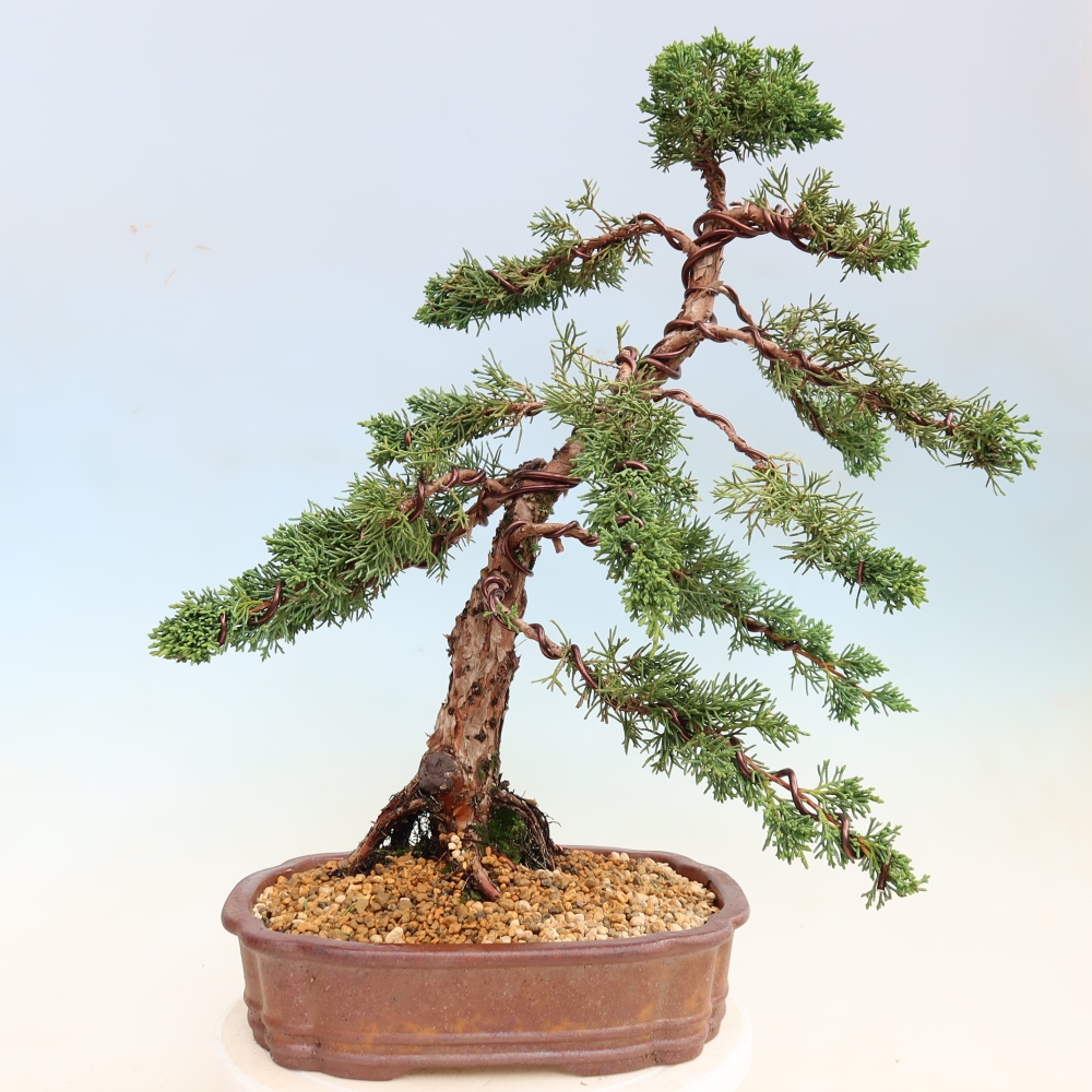 Bonsai für draußen - Juniperus chinensis Kishu