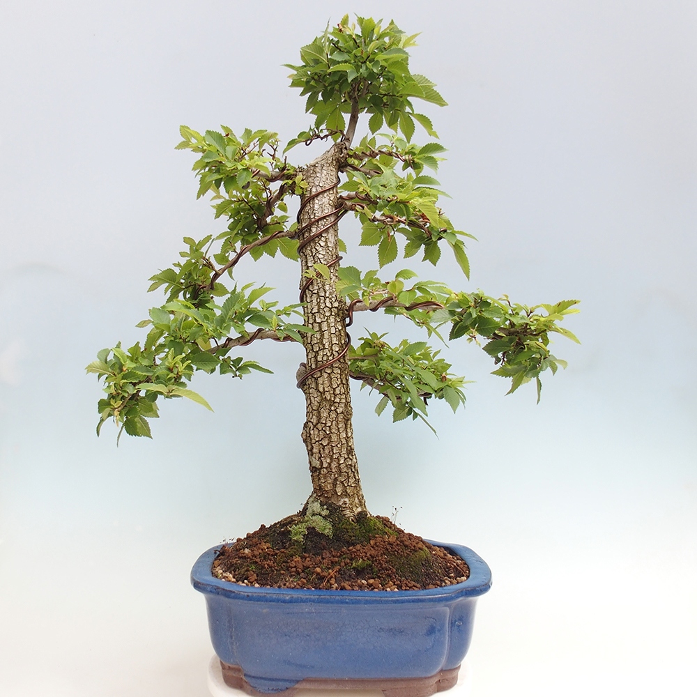 Bonsai für draußen - Zelkova - Zelkova NIRE