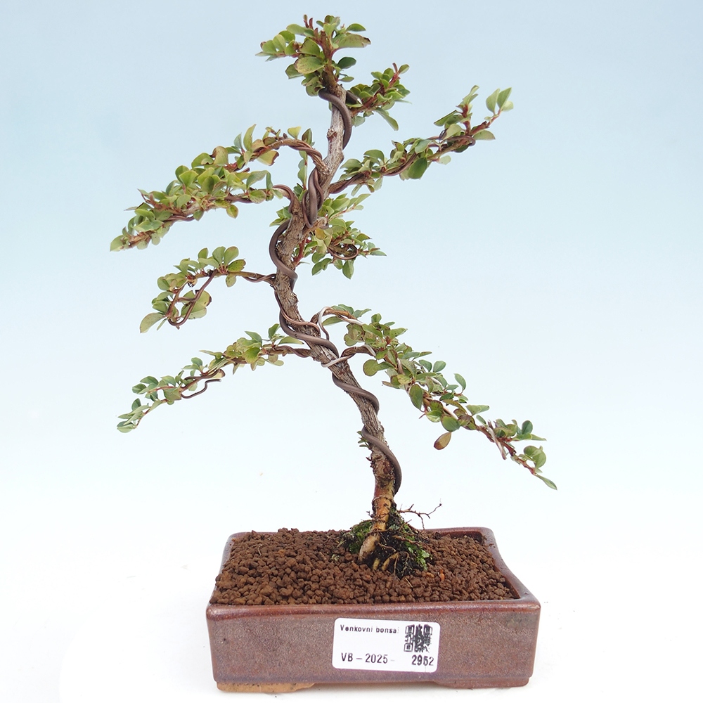 Bonsai für draußen - Cotoneaster horizontalis - Rocky Mountain