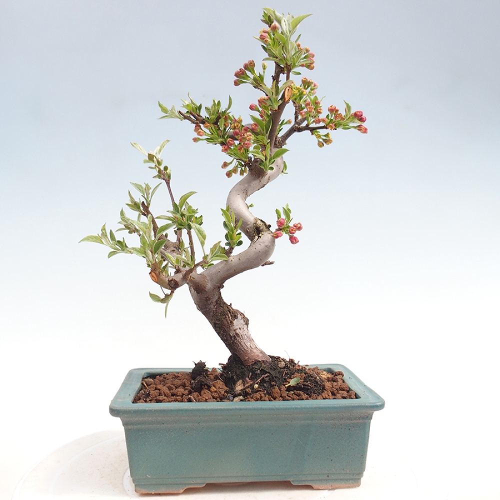 Outdoor Bonsai - Malus sargentii - Kleinfrüchtiger Apfelbaum