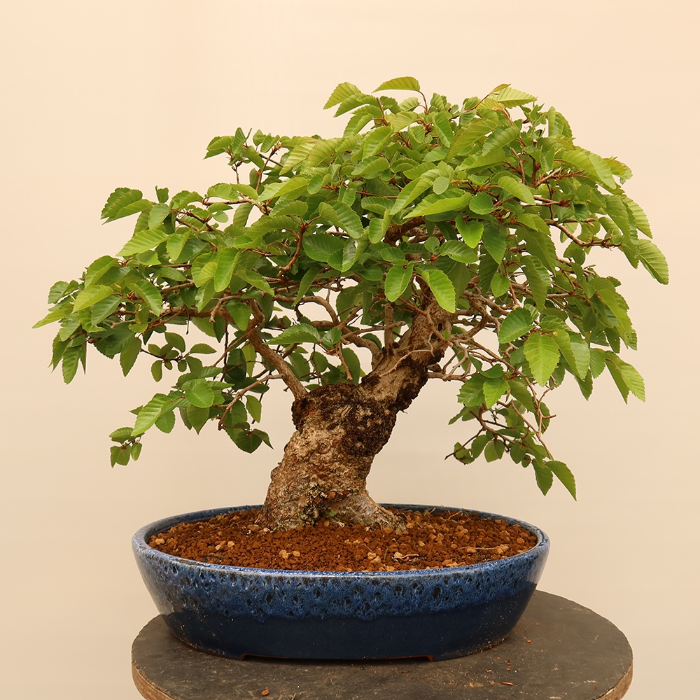 Bonsai für draußen - Karpinus Coreana - Koreanische Hainbuche