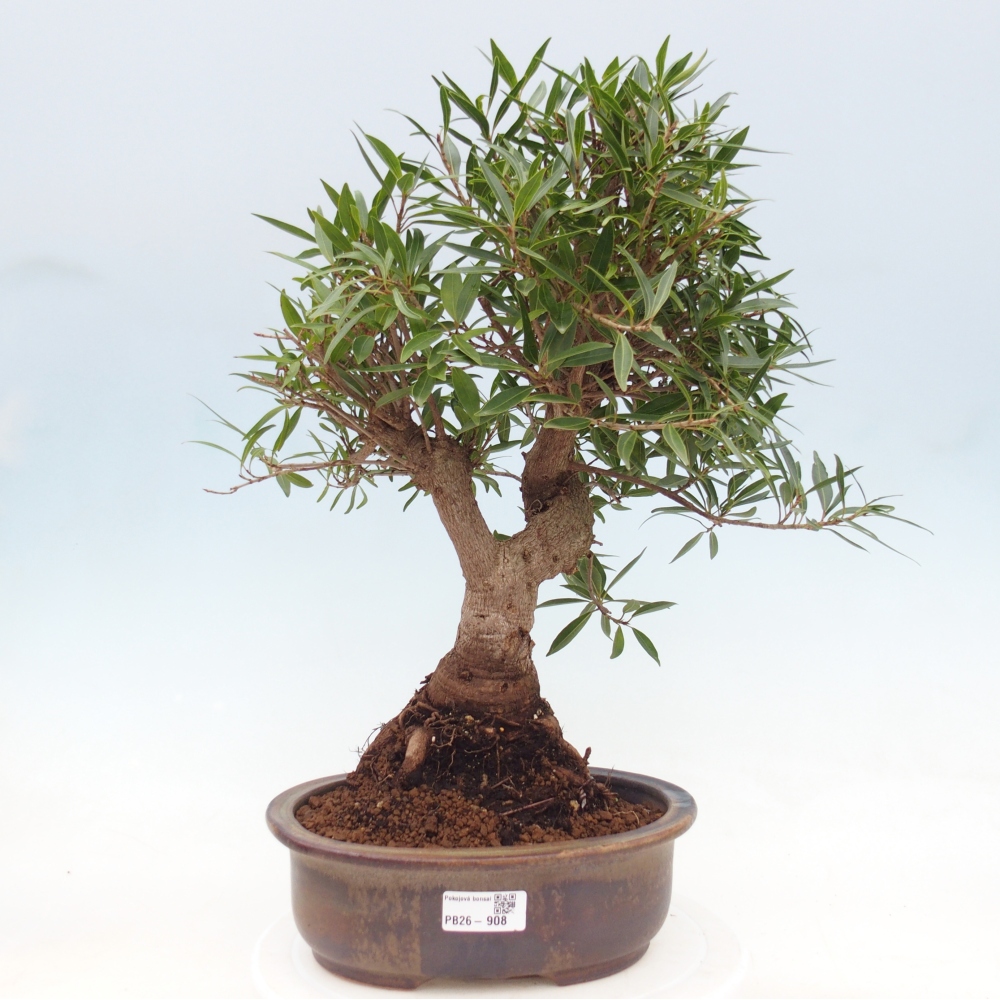 Zimmerbonsai - Ficus nerifolia - Kleinblättriger Ficus