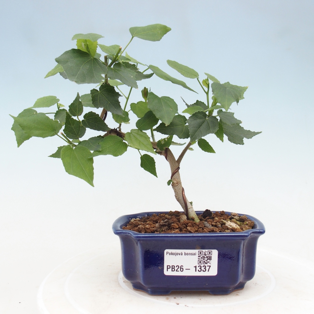 Zimmerbonsai - Malvaviscus arboreus