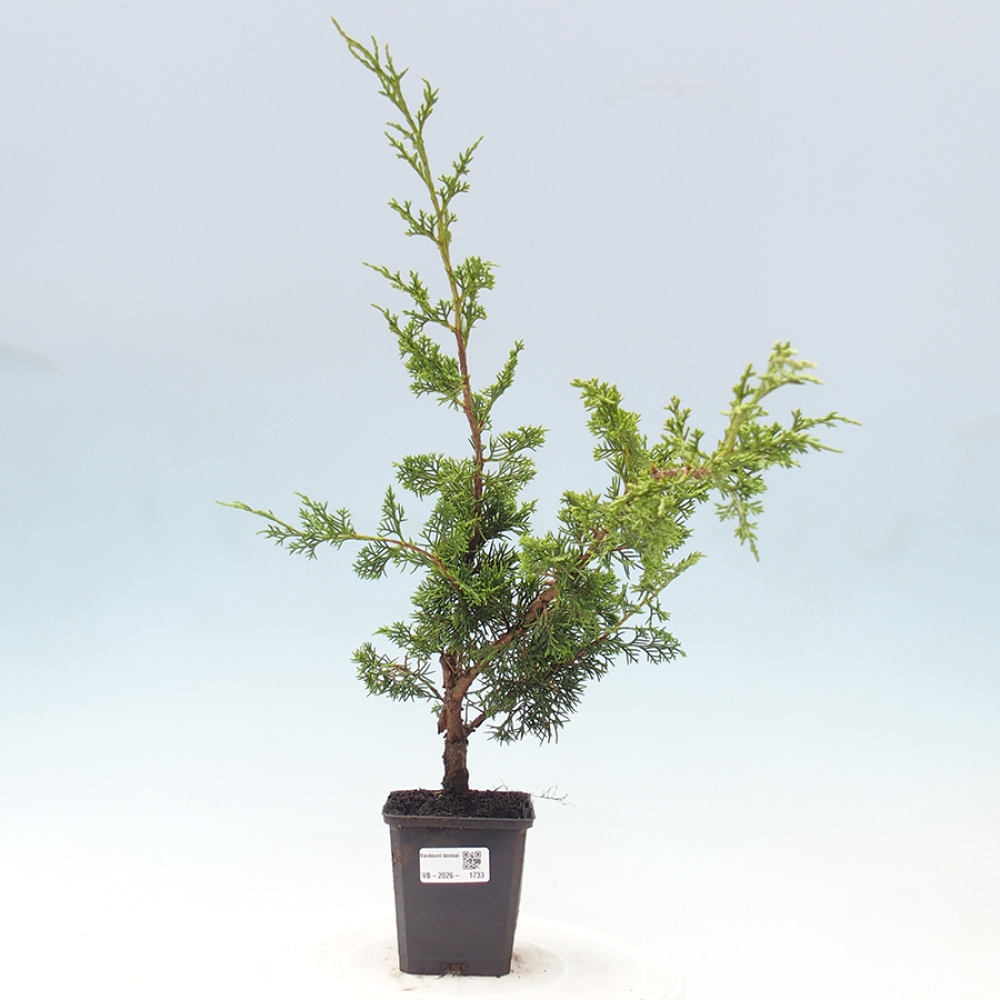 Bonsai für draußen - Juniperus chinensis Itoigawa