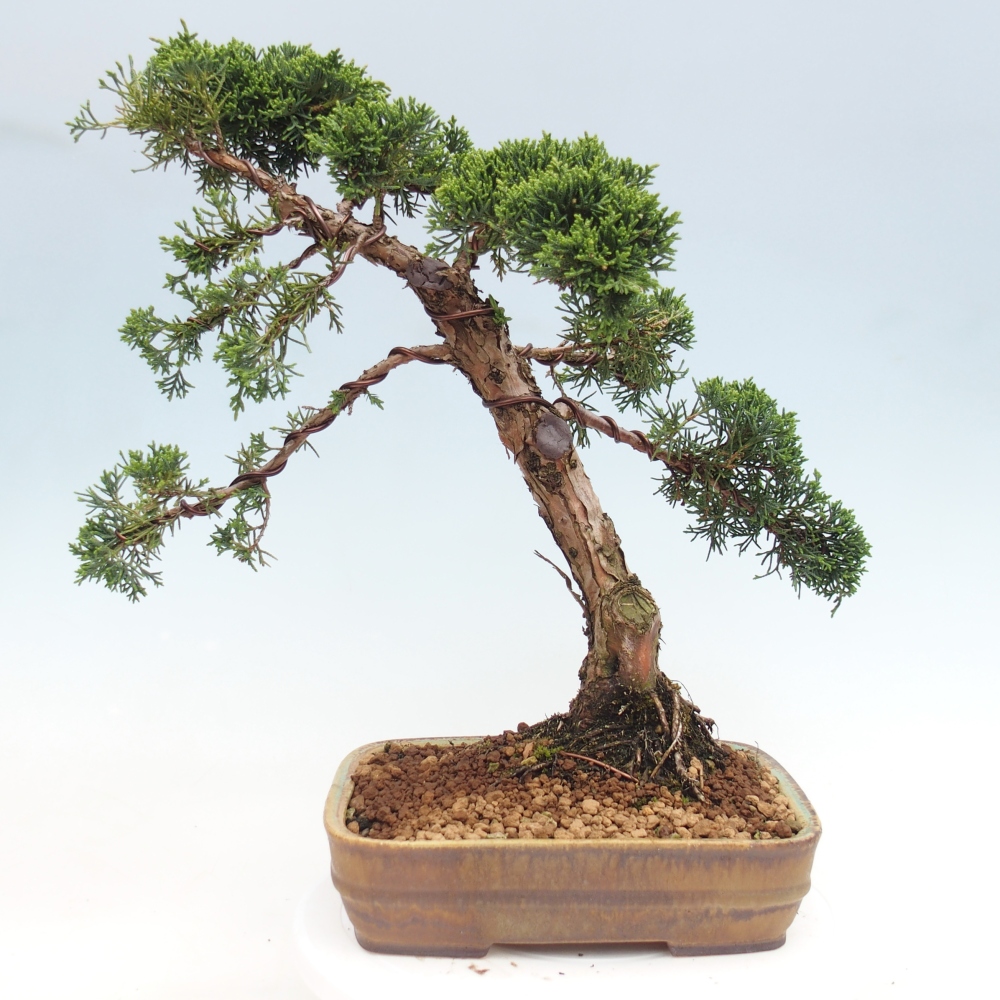 Bonsai für draußen - Juniperus chinensis Kishu
