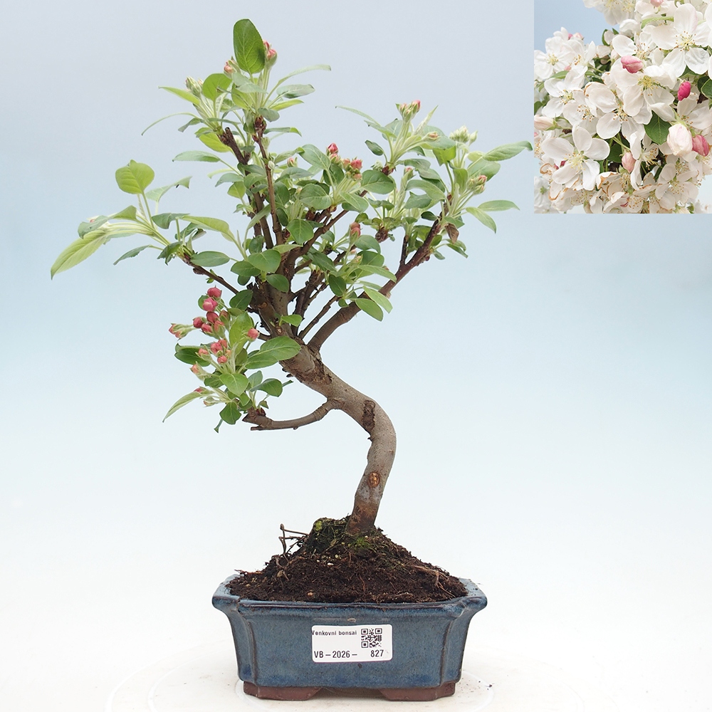 Outdoor-Bonsai -Malus halliana - Kleinfrüchtiger Apfelbaum
