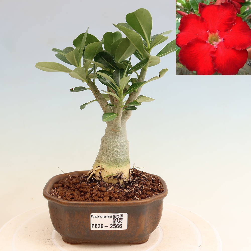 Zimmerbonsai – Adenium obesum „Red Star“ – Wüstenrose