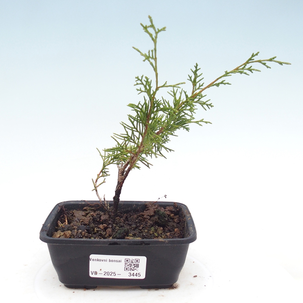 Bonsai für draußen - Juniperus chinensis Itoigawa