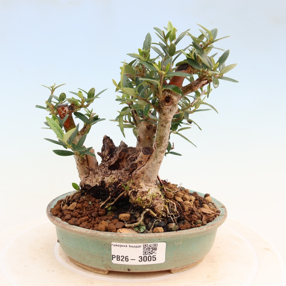 Zimmerbonsai - Olea europaea sylvestris