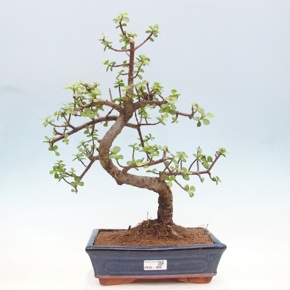 Zimmer Bonsai - Portulakaria Afra - Tlustice