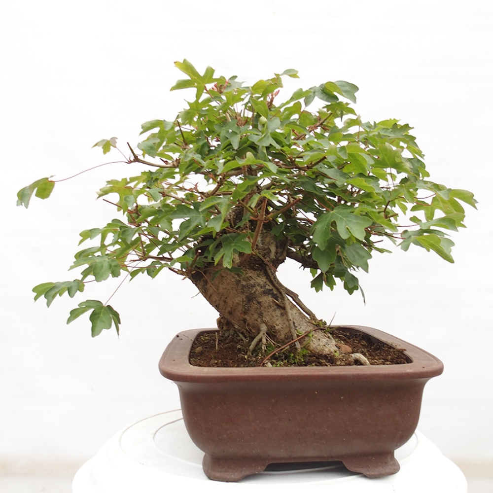 Bonsai für draußen -Javor babyka - Acer campestre