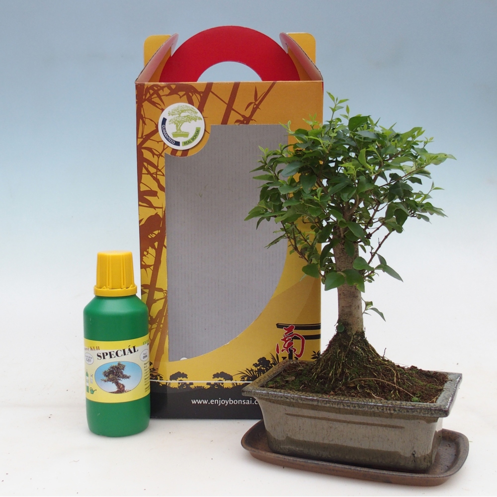 Zimmerbonsai im Geschenkkarton