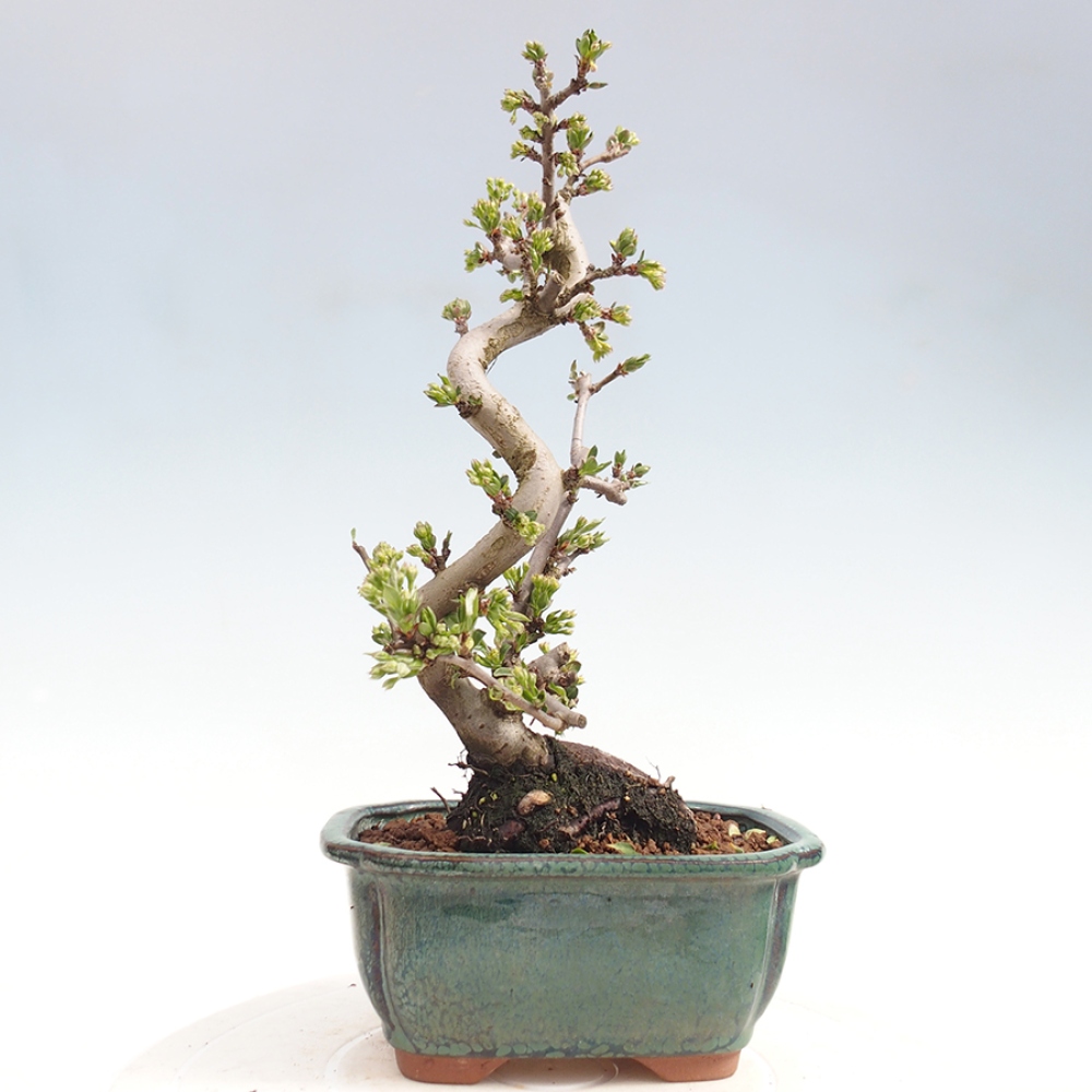 Outdoor Bonsai - Malus sargentii - Kleinfrüchtiger Apfelbaum