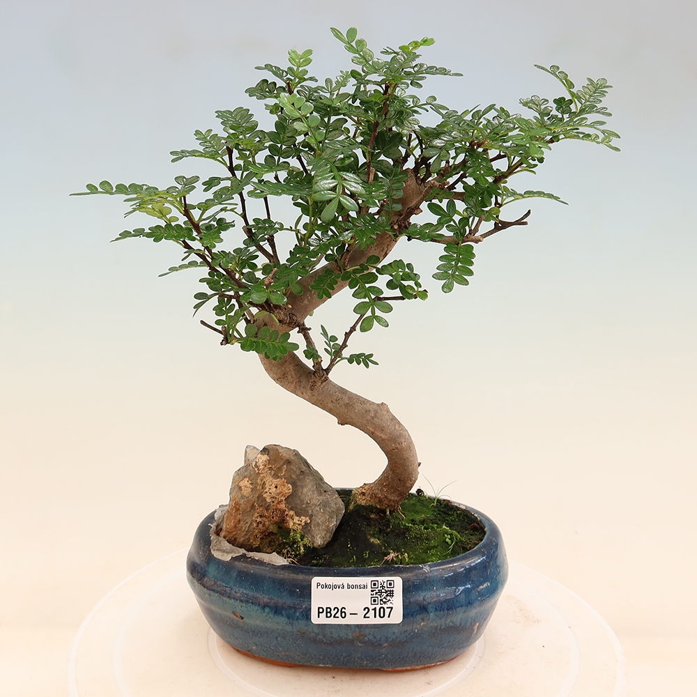 Zimmer Bonsai - Zantoxylum piperitum - Pfefferbaum