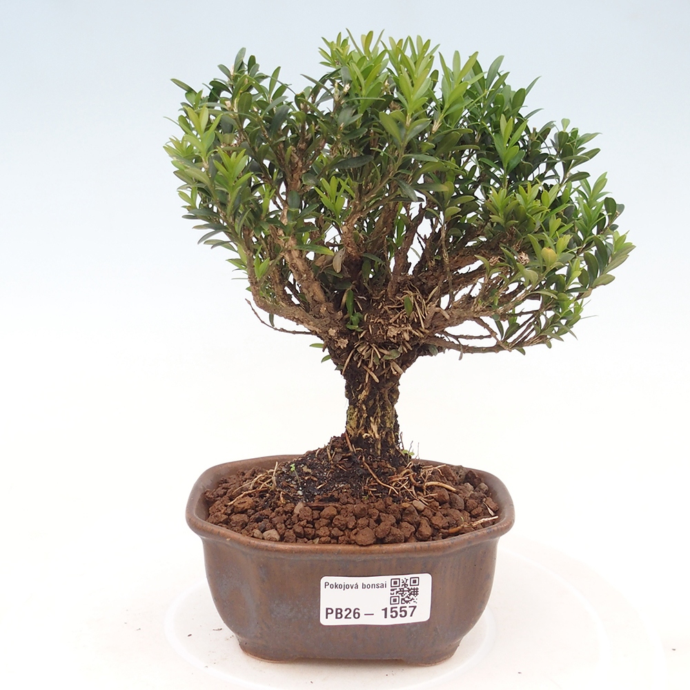 Zimmer Bonsai - Buxus harlandii - Korkbuxus