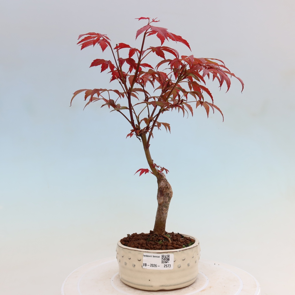 Bonsai für draußen - Acer-Palme. Atropurpureum-Javor palmate