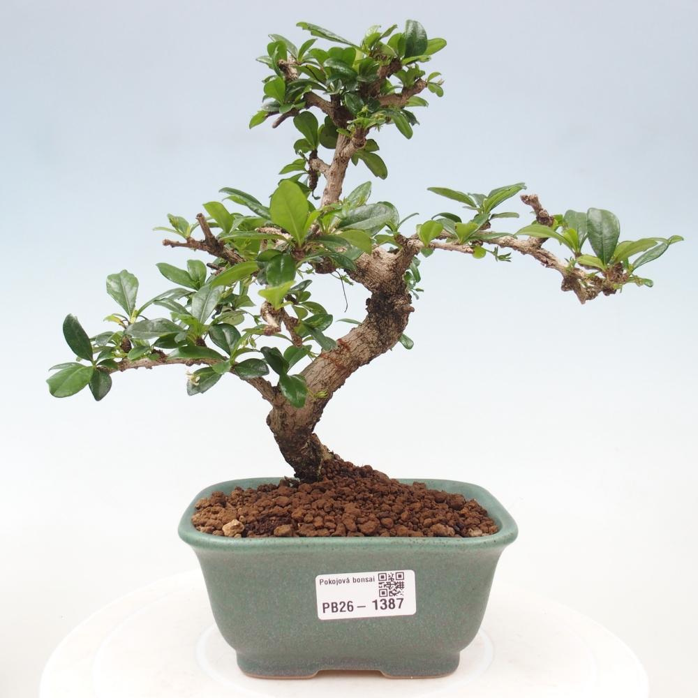 Zimmer-Bonsai - Carmona macrophylla - Tee-Fuki