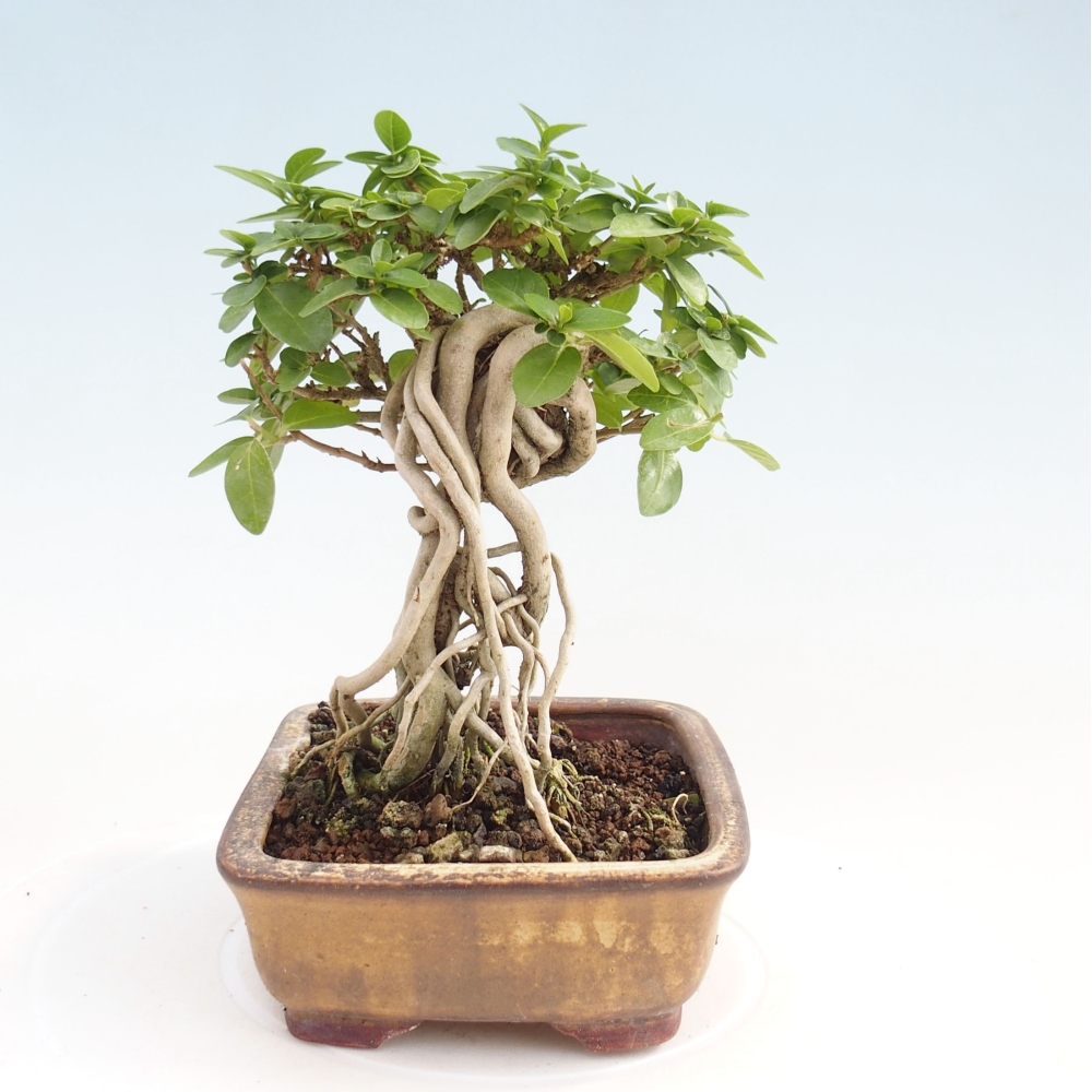 Zimmerbonsai - Premna serratifolia - Kozlovna malolista