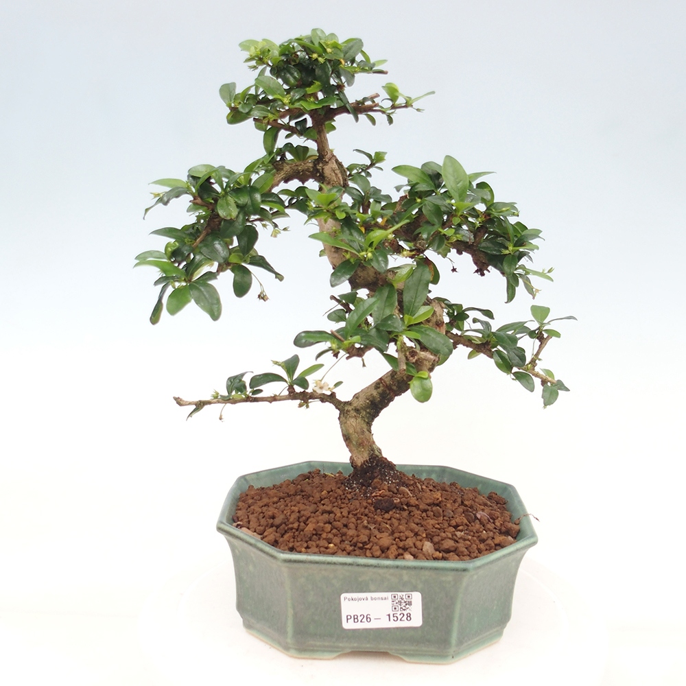 Zimmer-Bonsai - Carmona macrophylla - Tee-Fuki