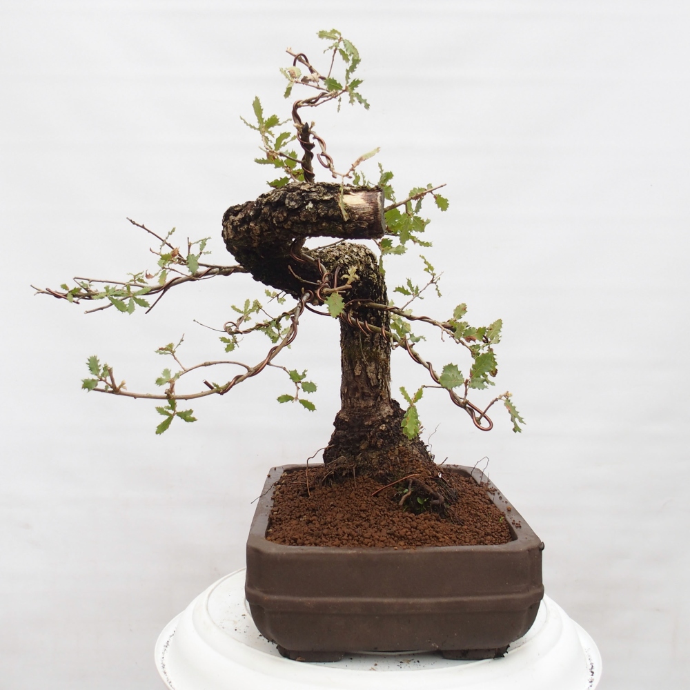 Yamadori - Quercus Ilex - Eichenstechpalme