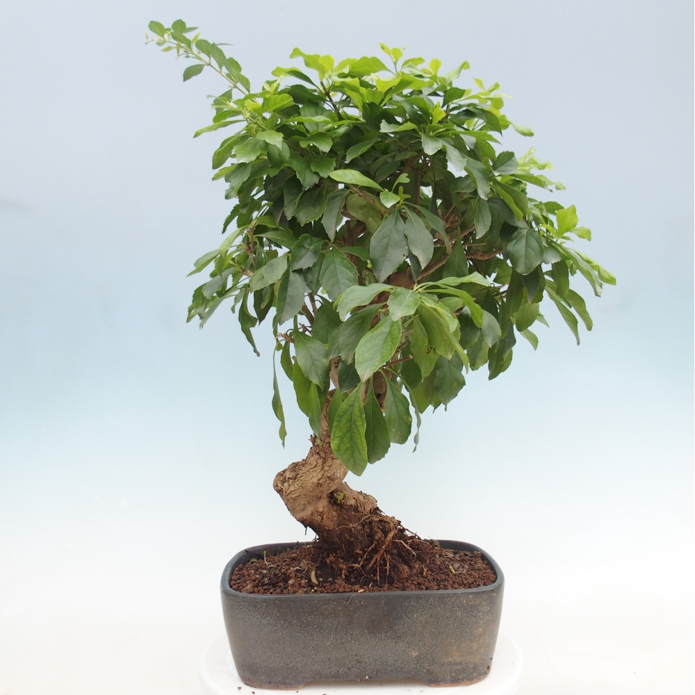 Zimmer Bonsai - Duranta repens -Duranta