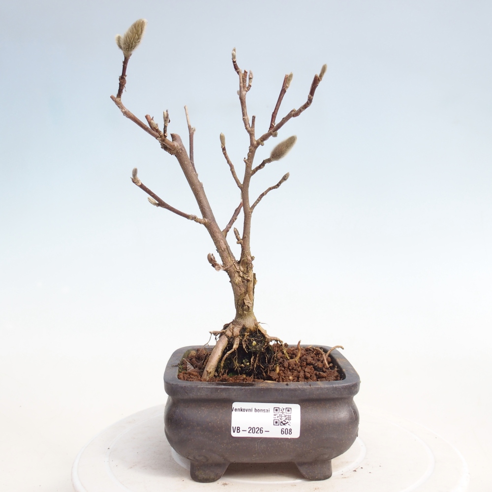 Bonsai für draußen - Magnolia stellata