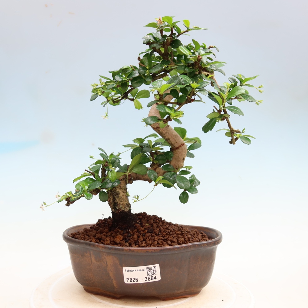 Zimmer-Bonsai - Carmona macrophylla - Tee-Fuki