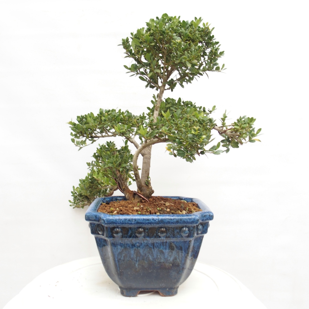 Zimmer Bonsai - Ilex crenata - Stechpalme