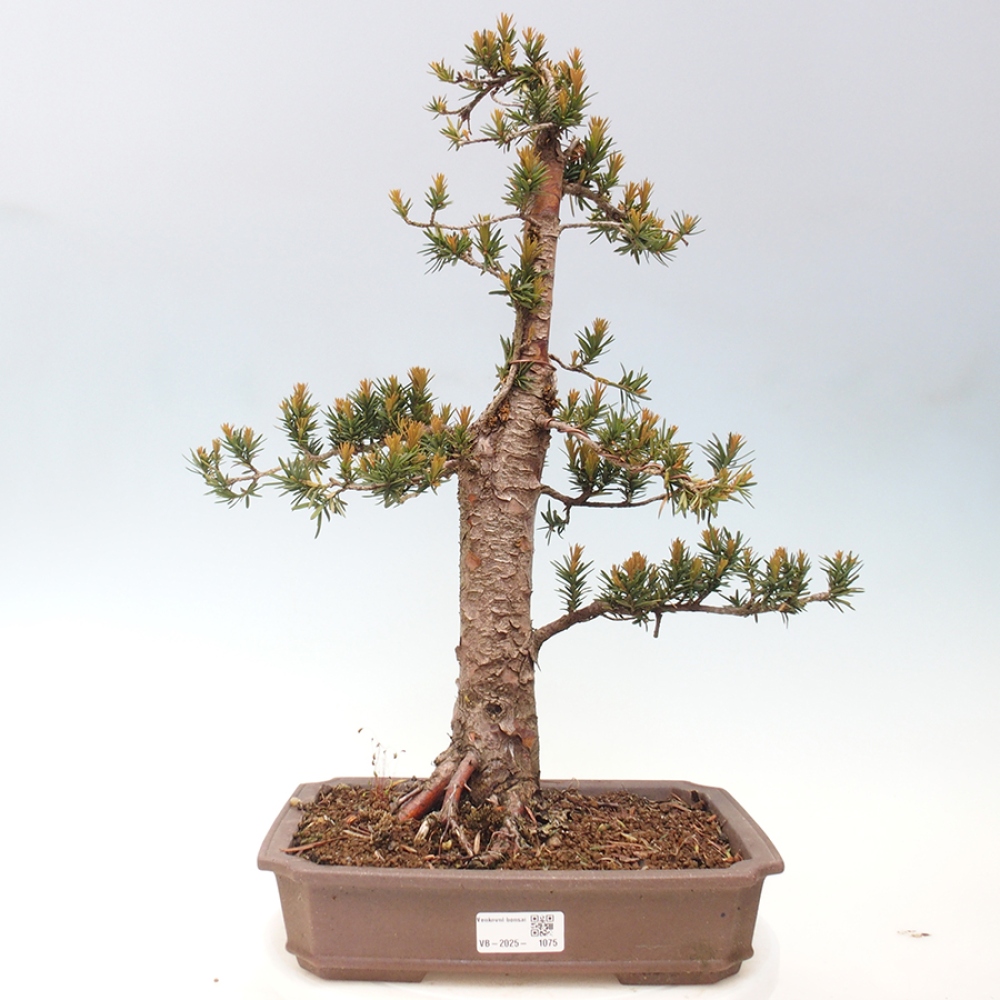 Bonsai für draußen - Taxus cuspidata - Japanische Eibe