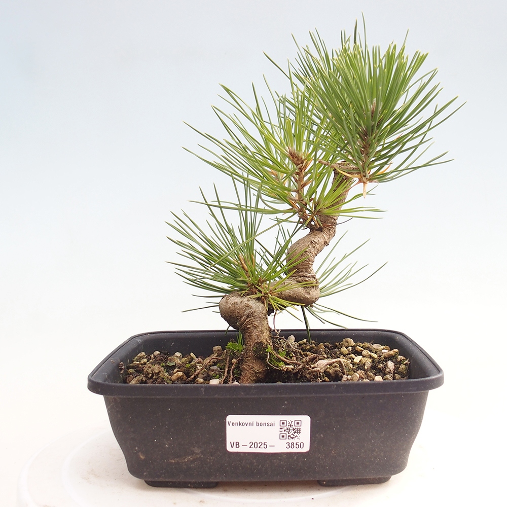 Bonsai für draußen - Pinus thunbergii - Thunberg-Kiefer