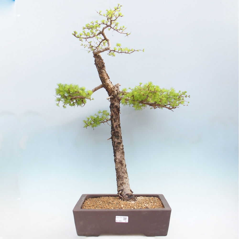 Bonsai für draußen -Larix decidua - Lärche