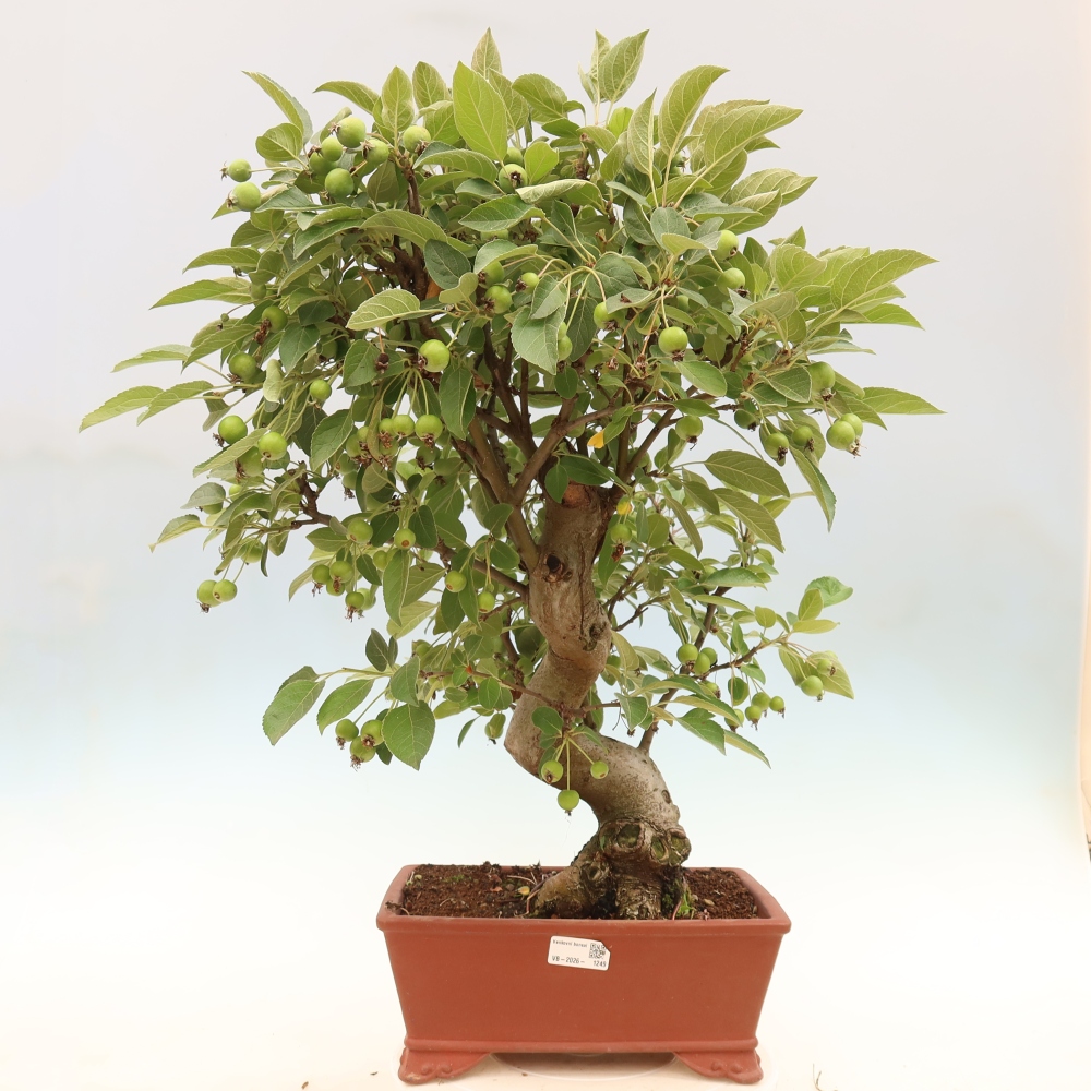 Outdoor-Bonsai -Malus halliana - Kleinfrüchtiger Apfelbaum