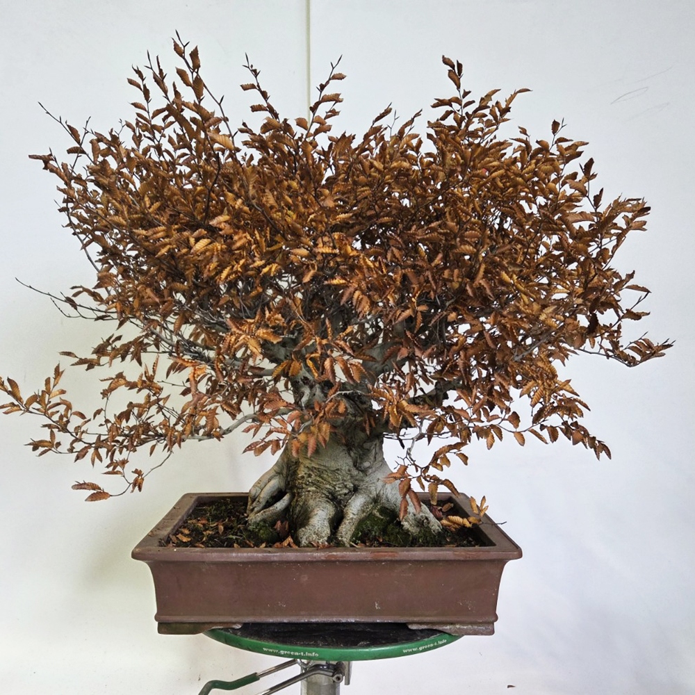 Bonsai für draußen - Fagus crenata