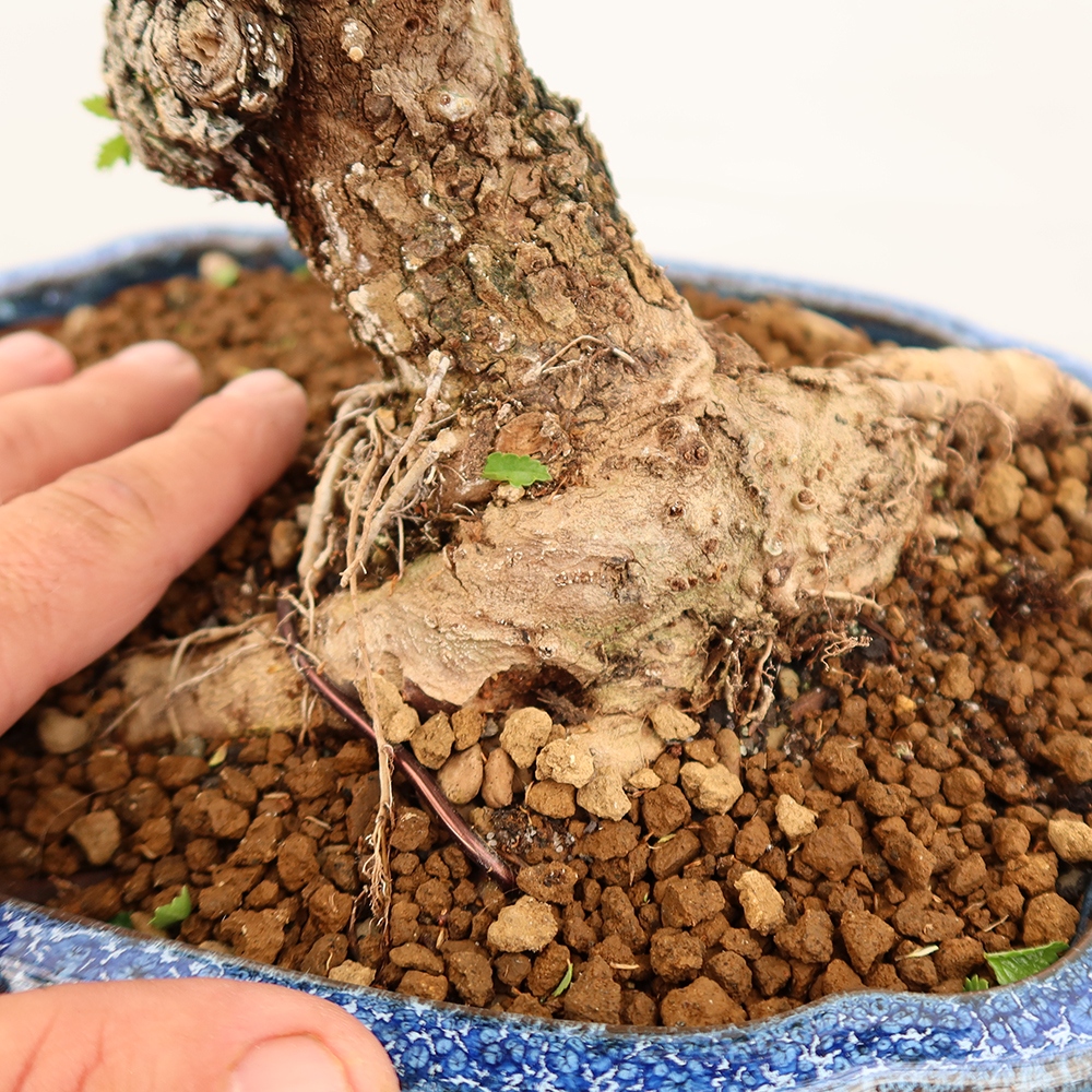 Bonsai für draußen - Zelkova - Zelkova NIRE