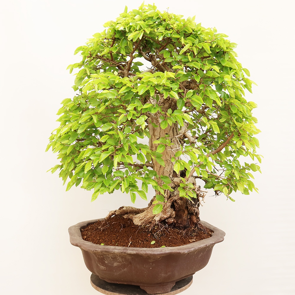 Bonsai für draußen - Karpinus Coreana - Koreanische Hainbuche